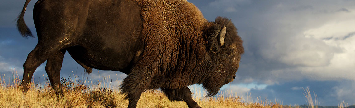 American bison